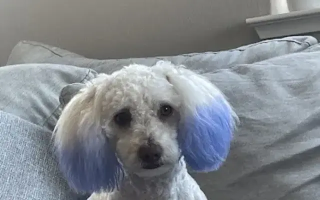 Doggie Stylezz in San Jose, CA