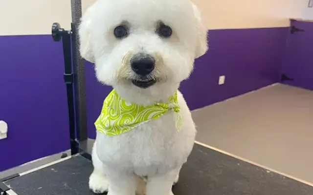 Anita’s pets grooming in Winnetka, CA