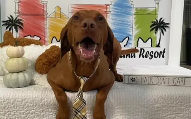 Lowcountry Pet Grooming and Resort in Moncks Corner, SC