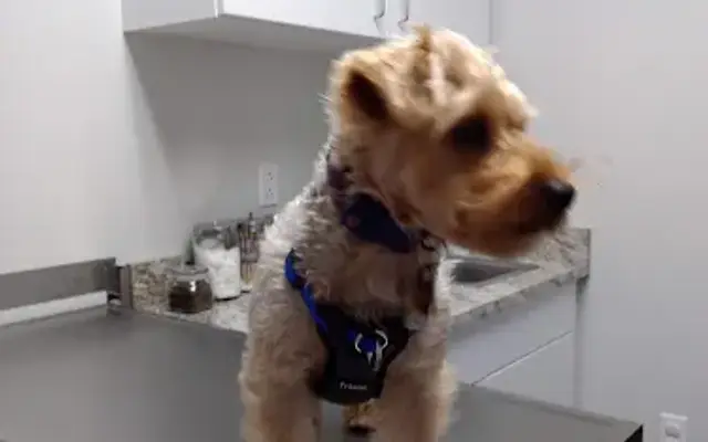 Glenwood Pet Hospital in Erie, PA