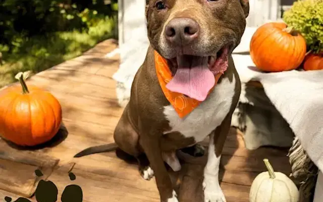 The She Shed Groomer in Atmore, AL