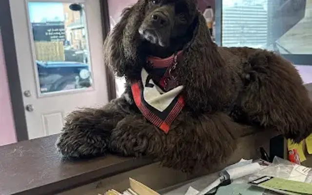 Bailey’s Paws N Spa in Cicero, IN