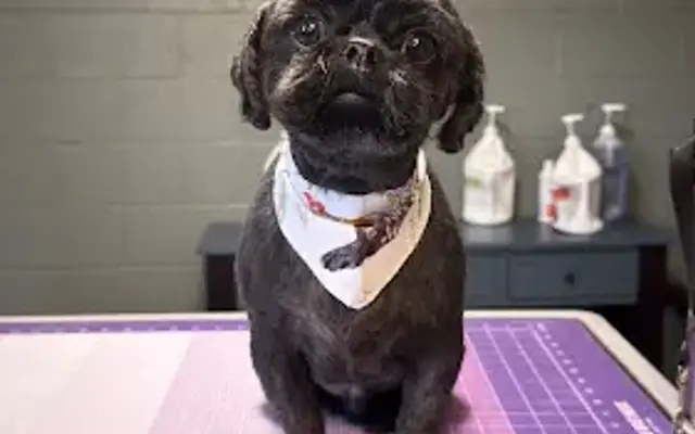 Country Pupz Dog Grooming in Brodhead, KY