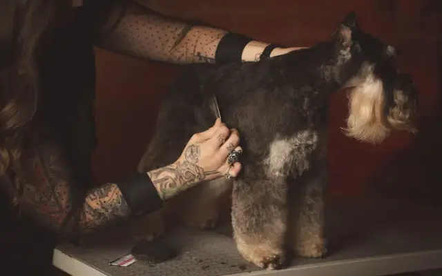 Barkers Barbershop for Dogs in Lebanon, OH