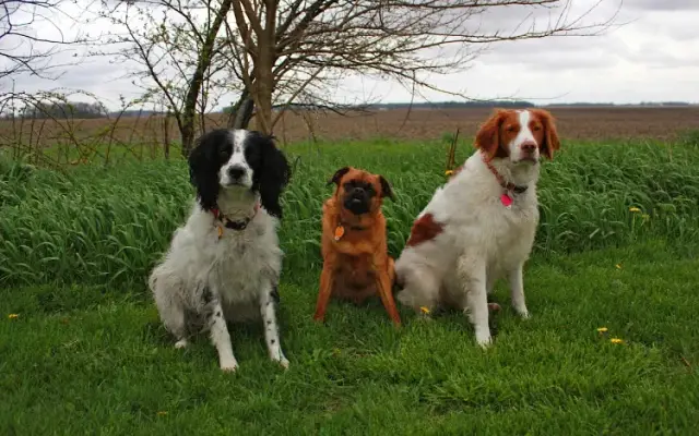 London Animal Hospital in London, OH