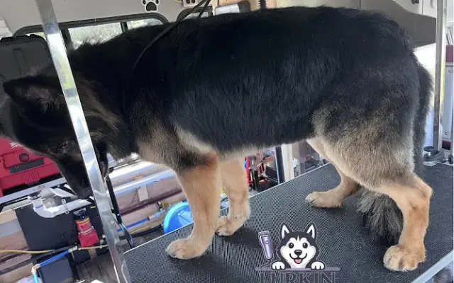 Lurkin Pawfection in Sheboygan, WI