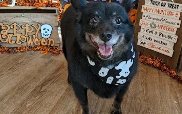 Pawfection Pet Grooming in Plattsburgh, NY