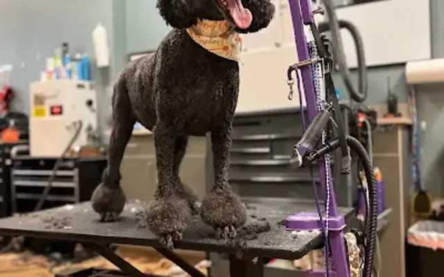 Arizona Pawfection in Phoenix, AZ