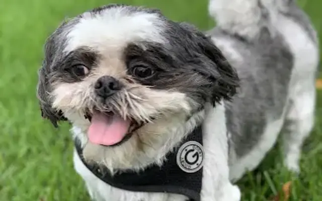 Wag-n-Wheel Dog Grooming in Wauconda, IL
