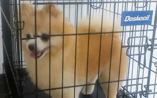 Laura's Grooming in Panama City, FL