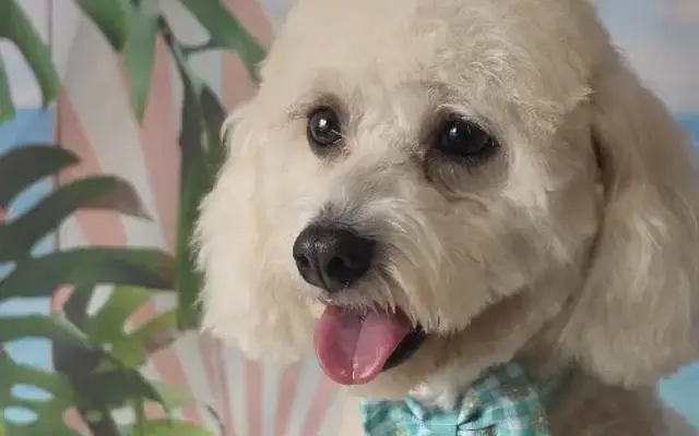 D's Dog Grooming LLC in Payson, UT