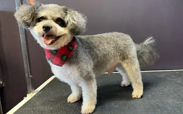 Vanity Dog Grooming in Corona, CA