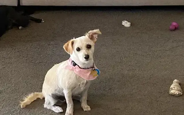 Clip N Dales mobile dog grooming in Beverly Hills, FL