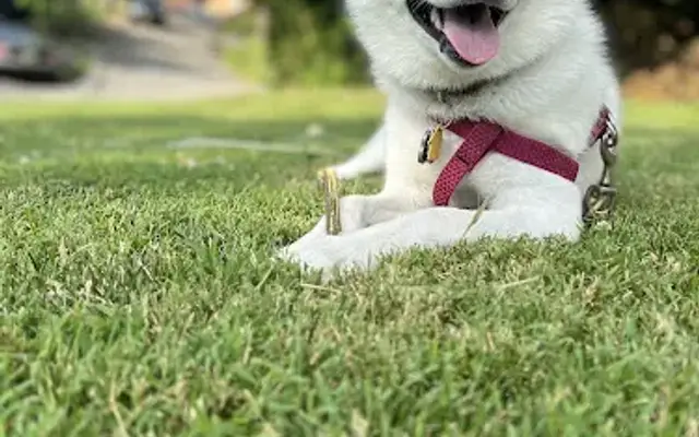 Northcliff Kennels in Andover, NJ