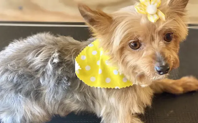 Crazy Dog Grooming in Lancaster, SC
