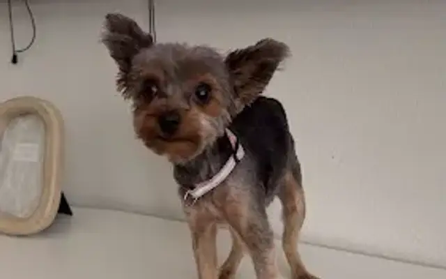 PetSmart Grooming in Georgetown, TX