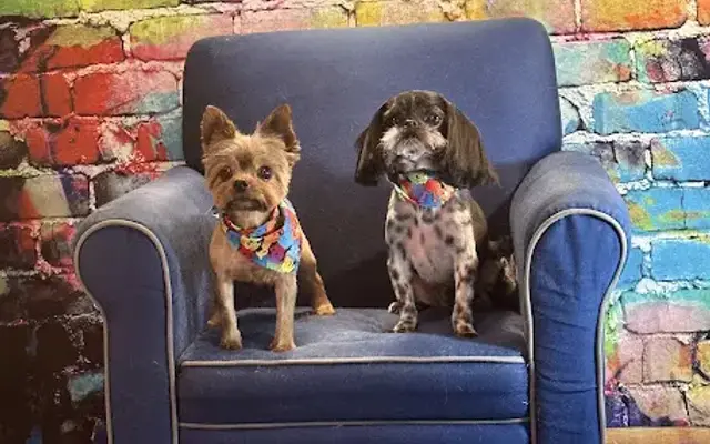 Dog Days Inn Grooming and Boarding in Rainsville, AL