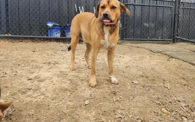 Stay Golden Dog Camp & Retreat in Dickson, TN