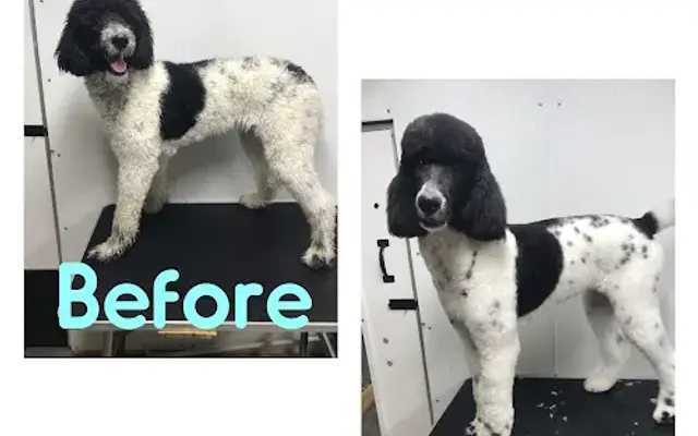 Trow Ranch Mobile Pet Grooming in Montgomery, TX