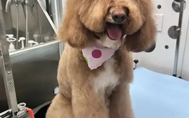 LWR Custom Canine Grooming in Bradenton, FL