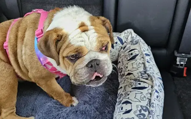 Puff Pet Grooming in Redlands, CA