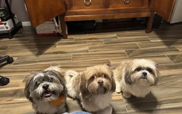 Royalty Pet Center in Houston, TX