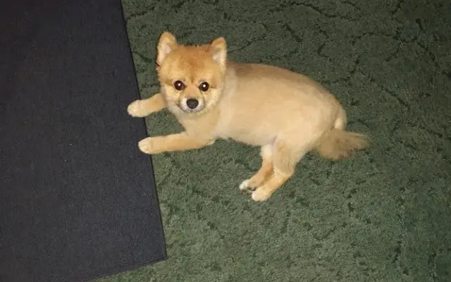 Parsell Pet Grooming and Boarding in Raeford, NC