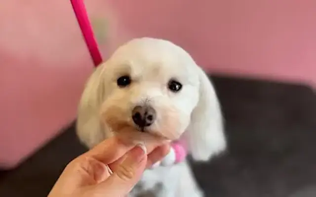 Dog Stylist Cheyenne in Dallas Center, IA