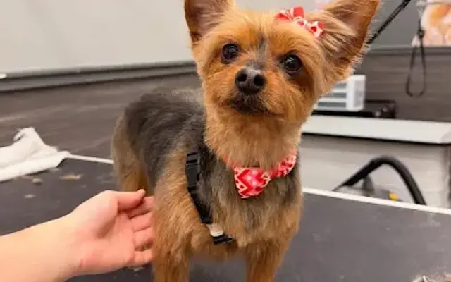 Pet Supplies Plus Surf City Grooming in Surf City, NC