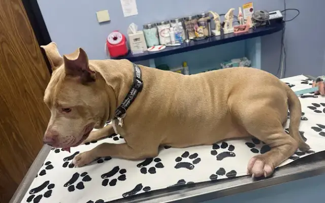 Stella Link Animal Clinic in Houston, TX