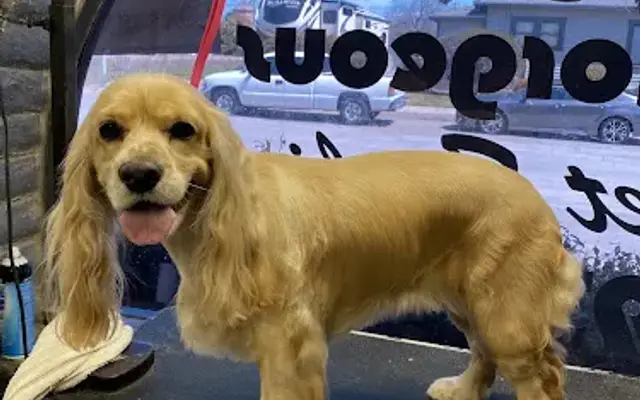 Dog-Gone Gorgeous in Santa Maria, CA