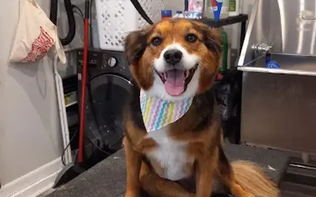 The Pampered Puppy in Fortville, IN