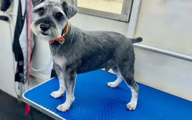 Limitless Mobile Pet Spa in Aledo, TX