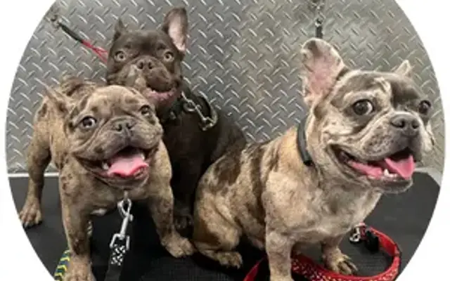Mobile Pet Grooming Miami in Miami Lakes, FL