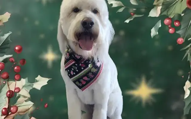 Celebrity Pet Grooming in Sugar Grove, IL