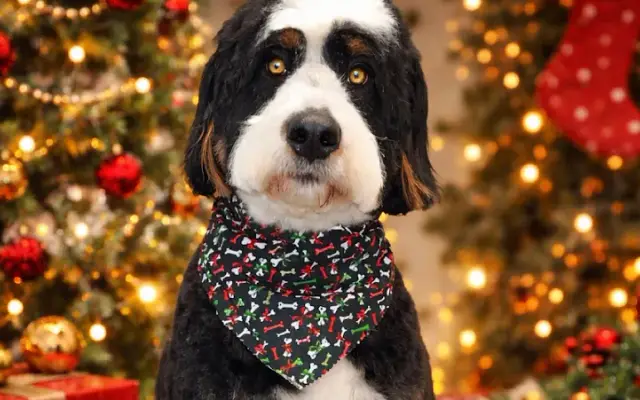 Village pet grooming in Clemmons, NC