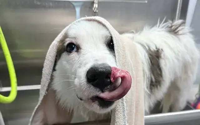 Kontota Mobile Dog Grooming of Katy, TX in Houston, TX
