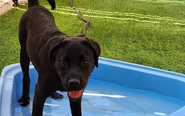 Scotts Hill Pawville - Pet Boarding, Grooming, Daycare, Training in Wilmington, NC