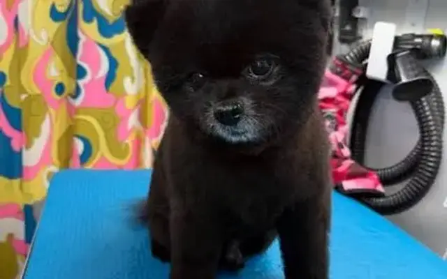 Whiskers Hideaway Pet Grooming LLC in Andersonville, GA