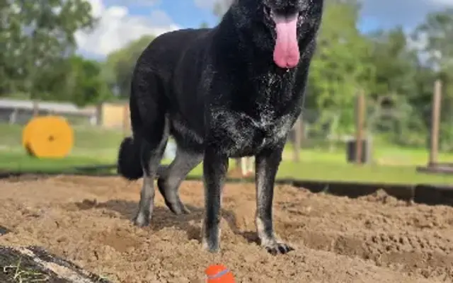 Homemade Hounds INC in Middleburg, FL