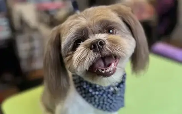 Osito Grooming Studio- House Call Dog Grooming in Tampa, FL