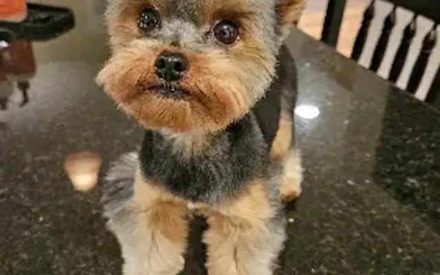 Victoria's Pet Parlor & Resort in Laurens, SC