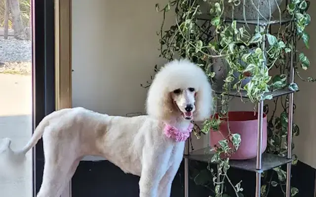 Dirty Dogs Grooming in Gardena, CA