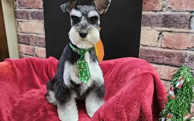 Northwood Hills Animal Hospital in Gulfport, MS