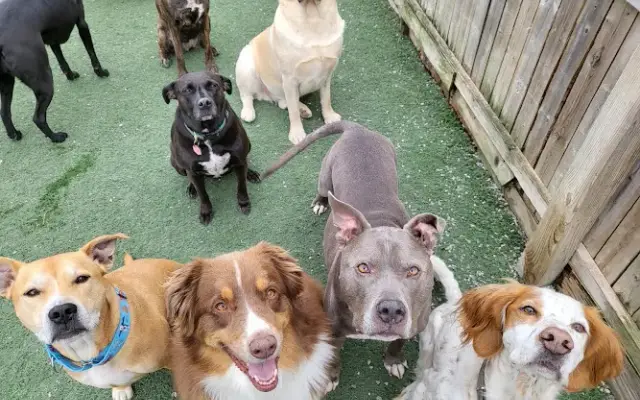 Tail Chasers Pet Boutique in Christiansburg, VA