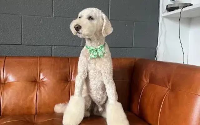 Sancho and Lucky's Dog Spa in Laguna Niguel, CA