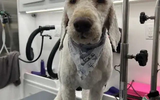 Pup Avenue Mobile Grooming in Largo, FL