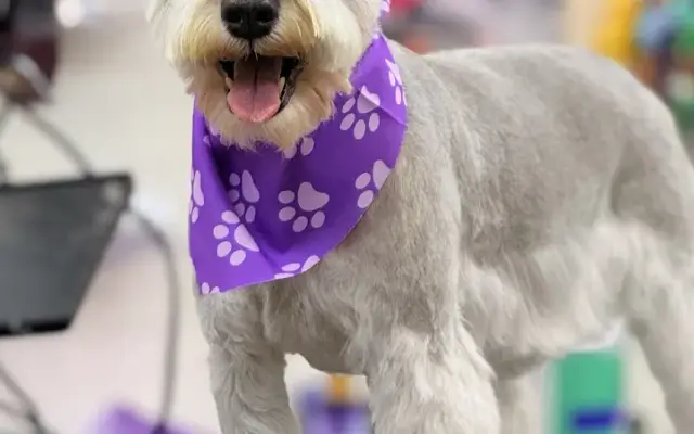 Lili's Pet Grooming & Boarding in Brookshire, TX