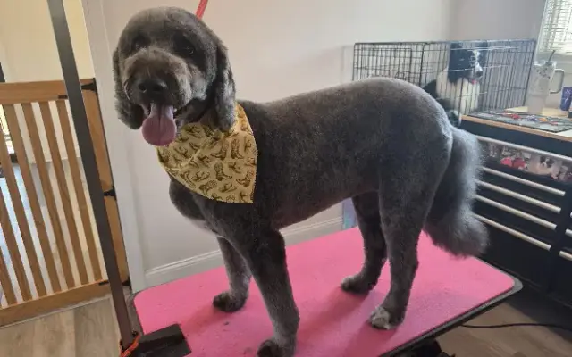 Black Tie Grooming in Georgetown, KY