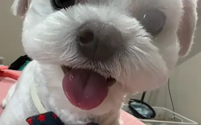 Yeon The Groomer in Richmond, TX